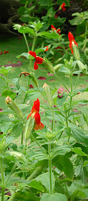 Scarlet monkeyflower