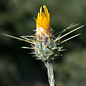 Yellow starthistle