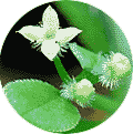 Galium triflorum