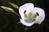 Calochortus eurycarpus  photographed by Lara Hartley  Near Monument, Ore June 10, 2007
