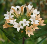 Collomia grandiflora photographed by  Aryana Ferguson  Eugene  June 2006