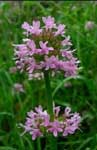 Plectritis congesta  photographed by Tom Kaye  Coburg Ridge on the east edge of the Willamette Valley May 2006