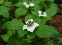 Cornus canadensis photographed by  David McClurg  Twin Lakes (Douglas County), July 15, 2007