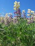 Lupinus caudatus photographed by  Roger Ferriel  west of Huntington, OR May 2007