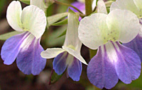 Blue eyed Mary