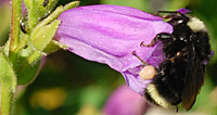 Bumblebee on penstemon