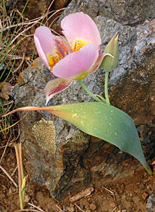 Siskiyou mariposa lily