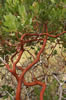 Fred Small's photo of Arctostaphylos columbiana ©2007 Fred Small