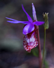 Don Jacobson's photo of Calypso bulbosa ©2007  Don Jacobson