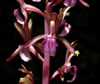 Keir Morse's photo of  Corallorhiza mertensiana  ©2007 Keir Morse