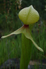 Shawn DeCew's photo of Darlingtonia californica ©2007 Shawn DeCew