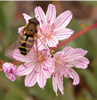 Matt Blakeley-Smith's photo of Lewisia columbiana. ©2007 Matt Blakeley-Smith.