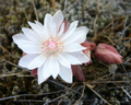 Angie Moore's photo of Lewisia rediviva ©2007  Angie Moore