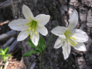 April Ann Fong's photo of Lilium washingtonianum ©2007 April Ann Fong