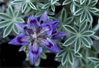 Don Jacobson's photo of Lupinus lepidus lobbii ©2007  Don Jacobson