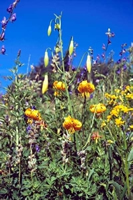 Nan Vance's photo of meadow flowers at Mount Ashland ©2007 Nan Vance