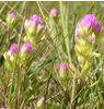 April Ann Fong's photo of orthocarpus ©2007 April Ann Fong
