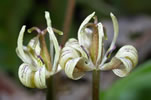 Keir Morse's photo of Scoliopus hallii ©2007 Keir Morse