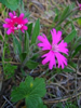 David McClurg's photo of Silene hookeri ©2007  David McClurg