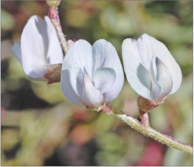 Plant exclusive to Klamath Basin needs advocacy to recover