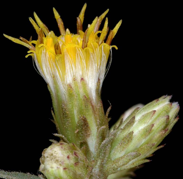Citizen’s Rare Plant Watch Updates Records for Doellingeria vialis at Mount Pisgah Arboretum