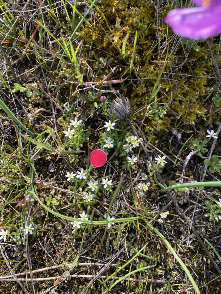Conserving Seed from One of the Smallest Poppies in the World