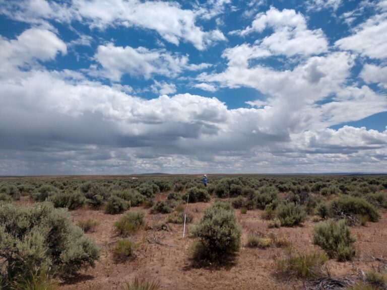 Investigating Shrub-Grass Interactions in Big Sagebrush Ecosystems